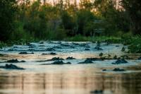 Why alligators are more visible in Georgia as temperatures rise