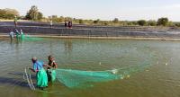 Aquaculture in Namibia: A Strategic Pillar for Industrialization, Water Resource Development and Sustainable Economic Growth