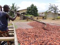 Cocoa’s Future in Africa and its Weak Enabling Environment