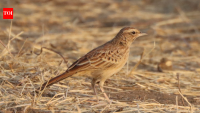 In 1931, scientists last documented this mysterious lark; 95 years later, birders photographed one alive in Chad