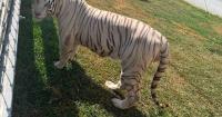 Tigers, jaguars, bison found in raid on fuel smugglers near U.S. border