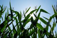 Minnesota company is tackling nitrogen pollution with ag science in volatile fertilizer market