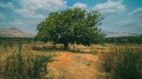 India Needs To Scale Sustainability-Aligned Investments To Meet Climate Goals: CII