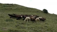 Bumthang’s last sheep-rearing villages get support to rebuild flock
