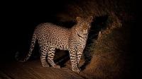 Chhattisgarh Recommends CBI Probe Into Tiger Poaching, Wildlife Trafficking Network After Arrest Of Maharashtra Police Intelligence Personnel