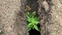How scientists brought the Galapagos snapdragon back from the brink of extinction