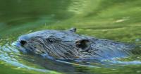 Beavers fighting drought in Czechia are “ecosystem engineers,” says zoologist