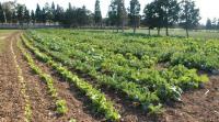 Waiting for an African agricultural revolution: Africa’s farmers are not the problem. The system around them is