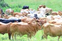 Tanzania turns to smart technology to boost livestock productivity