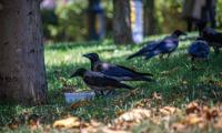 West Nile virus confirmed in Zagreb after dead birds found