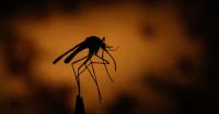 Denver health officials confirm first case of West Nile Virus in the city this year