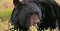 Why are so many bears wandering into Utah cities this year?