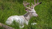 Insanely rare animal caught on camera in Wisconsin, footage goes viral