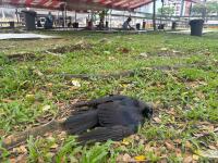 Singapore Is Culling Thousands of Crows While Building the Perfect Habitat for Them