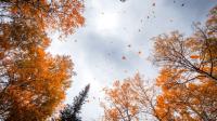 Fall is almost here. Is this when Utah's spectacular colors will return?