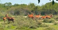 Mexican Authorities Find Large Cartel Zoo During Fuel Smuggling Raid