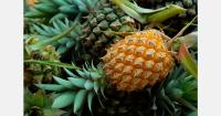 The Dominican Republic has doubled its pineapple production, but exports have fallen by 83%