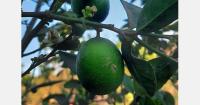 Egypt registers seedless lemon variety with thornless trees