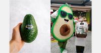 New Zealand avocados build broader Asian foothold beyond Australia