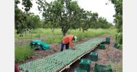 Peru is preparing for the 2026–27 mango season amid El Niño's influence and weaker-than-expected flowering