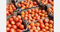 "Spanish tomato demand picks up early as suppliers hold back on seasonal prices"