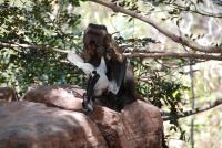 When Fruit Is Scarce, These Monkeys Hunt Animals. The Behavior May Offer Clues About the Origins of Humans' Meat-Eating Habits