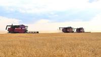 Kazakhstan harvests 7.7 mln tons of grain