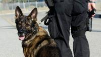 Neglected Puppy Becomes Florida Police Search and Rescue K-9