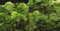Cyclospora cases drop in Central Florida as parasitic outbreak slows