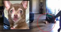 Florida HVAC worker accused of kicking 5-pound Chihuahua unconscious at Sanford home, police say