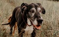Pet food supplement company in Boise leads the pack in a big way
