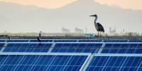 Scientists Say Solar Panels in China is Killing Bird Diversity. They Still Want More Solar Panels.