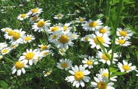 Tanzania passes the Pyrethrum Industry Repeal Bill, hands Pyrethrum Board’s works to COPRA