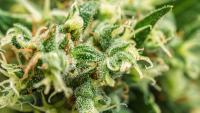 Fears over super-strength cannabis laced with opioids