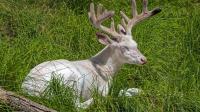 Viral nature video captures stunning albino deer in Wisconsin Northwoods, and it lives up to the hype