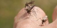 Dengue cases rise in several Florida counties, CDC data shows