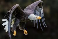 Tennessee mayor helps halt federal euthanasia order for rescued bald eagle Phoenix