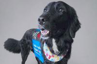 Nebraska rescue dog joins hospital chaplain team, comforts family on first shift