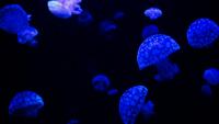 The 'immortal jellyfish' has reached every ocean, hitching rides in ships' ballast water