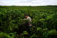 Robusta coffee climate resilience ‘an internet myth,’ author of new study says