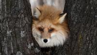 In England, teen's second look saves fox wedged in tree as firefighters cut it free