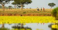 Rhino Runs at Dawn and Tracking Gorillas on Foot: The Next Frontier of Luxury Safari Travel Belongs to the Trail