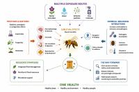 The Value of Bees as a Sentinel Species to Monitor Environmental Health: A One Health Perspective on Pesticides, Ecosystems and Human Well-Being