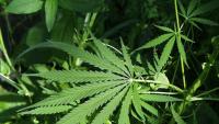 Canada now the world's largest legal cannabis market