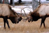 Idaho’s Selway Wilderness was Once an Elk Paradise. This Legendary Writer Had a Classic Backcountry Hunt There