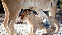 Laws, regulations for owning an exotic pet in Indiana, per Indiana DNR