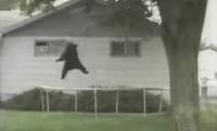 Tranquilized Montana Black Bear Gets Absolutely Launched by a Backyard Trampoline