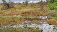 Indonesia's peatland restoration cut fire hotspots 22%, but a strong El Niño could still bring a severe season