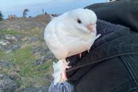 Turkish tumbling pigeon missing after Saanich sighting near Swan Lake