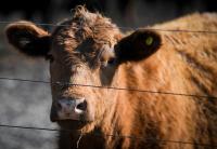 Argentina beef exports to US face test from Trump proposal